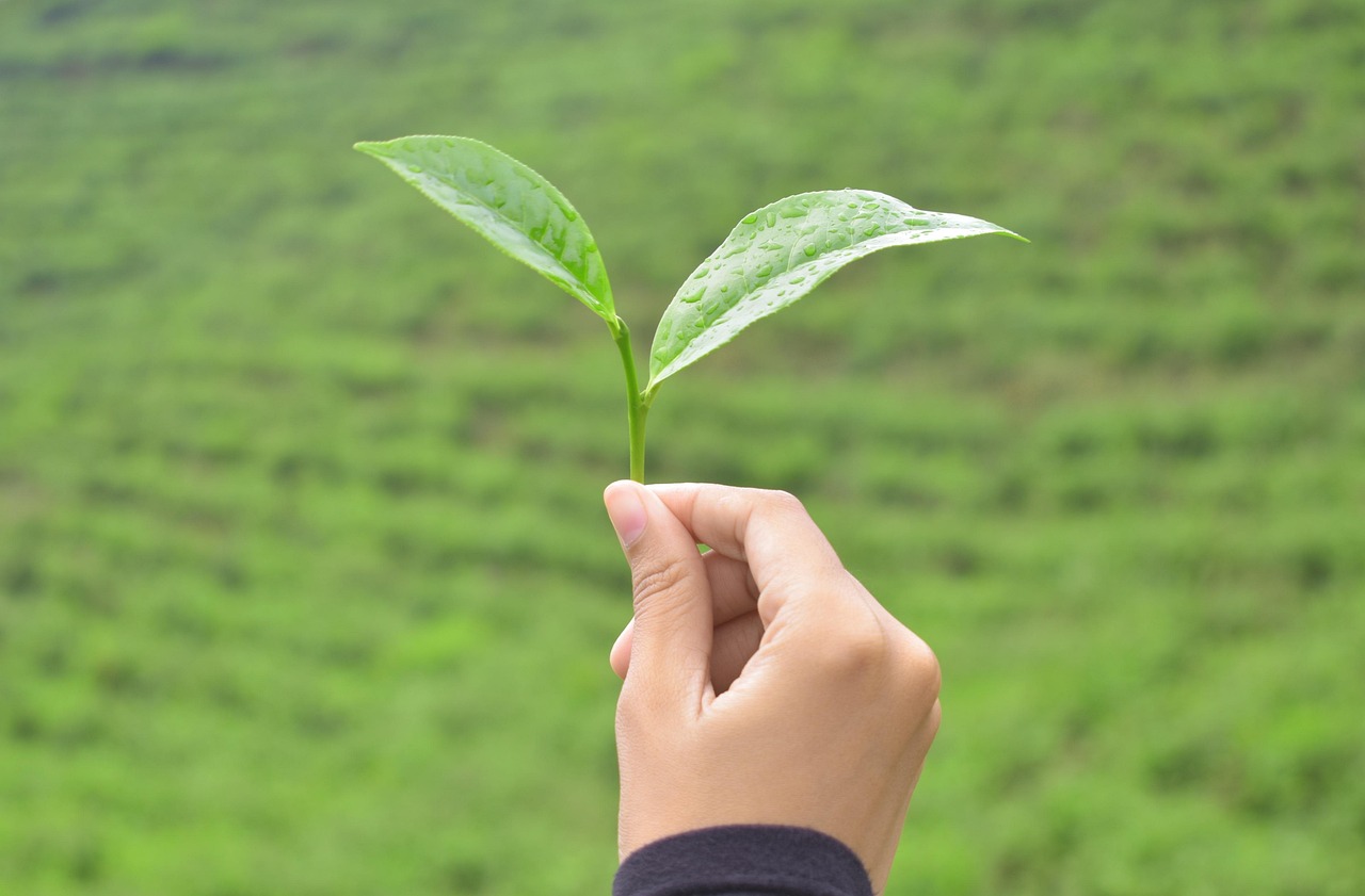 Descubra como a nutrição sistêmica transforma a sua vida (e porque as dietas falham)
